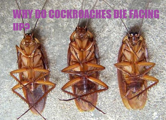 WHY ROACHES DIE FACING UP