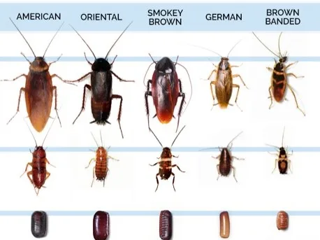 what do cockroaches look like and baby cockroaches look like